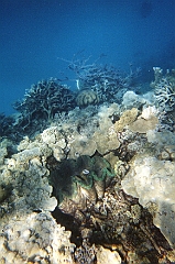 2000-10 Australie (Appareil jetable)